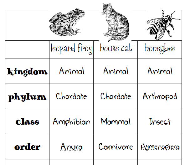 Animal Classification Charts – Skip the School